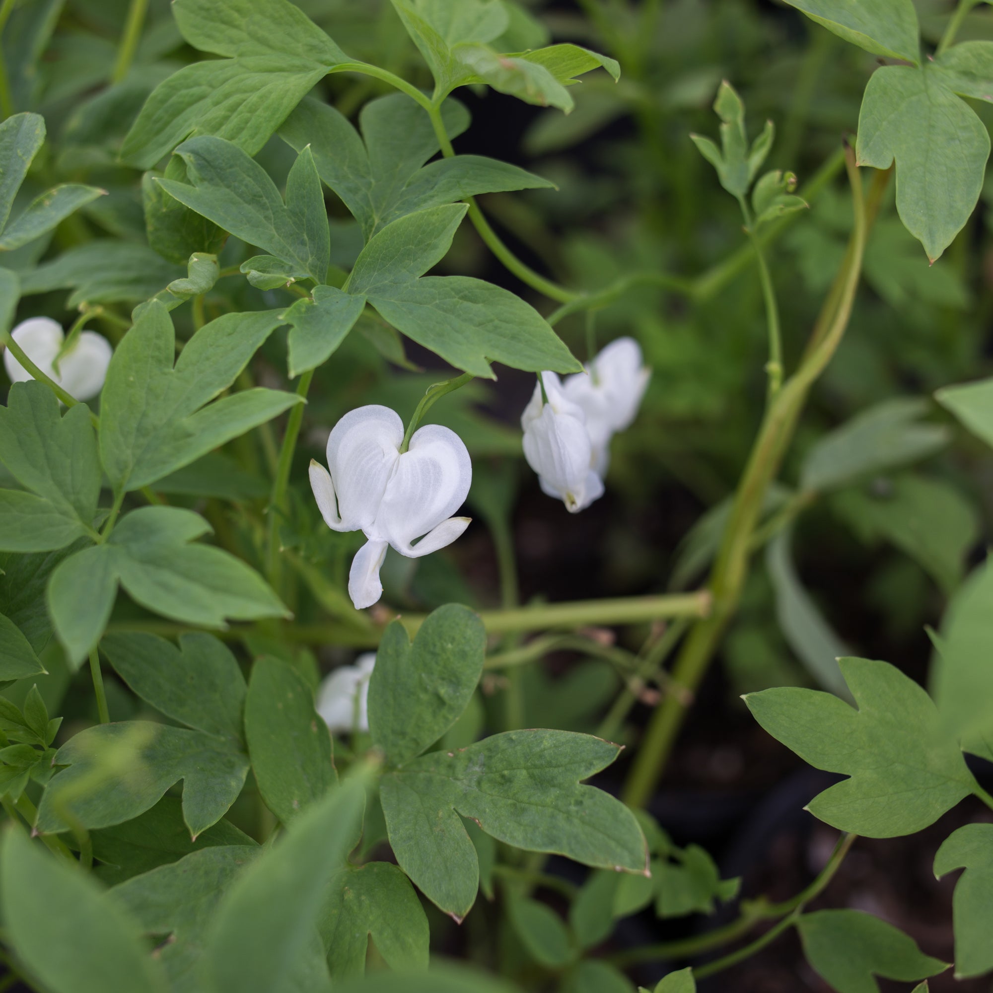 White Bleeding Heart