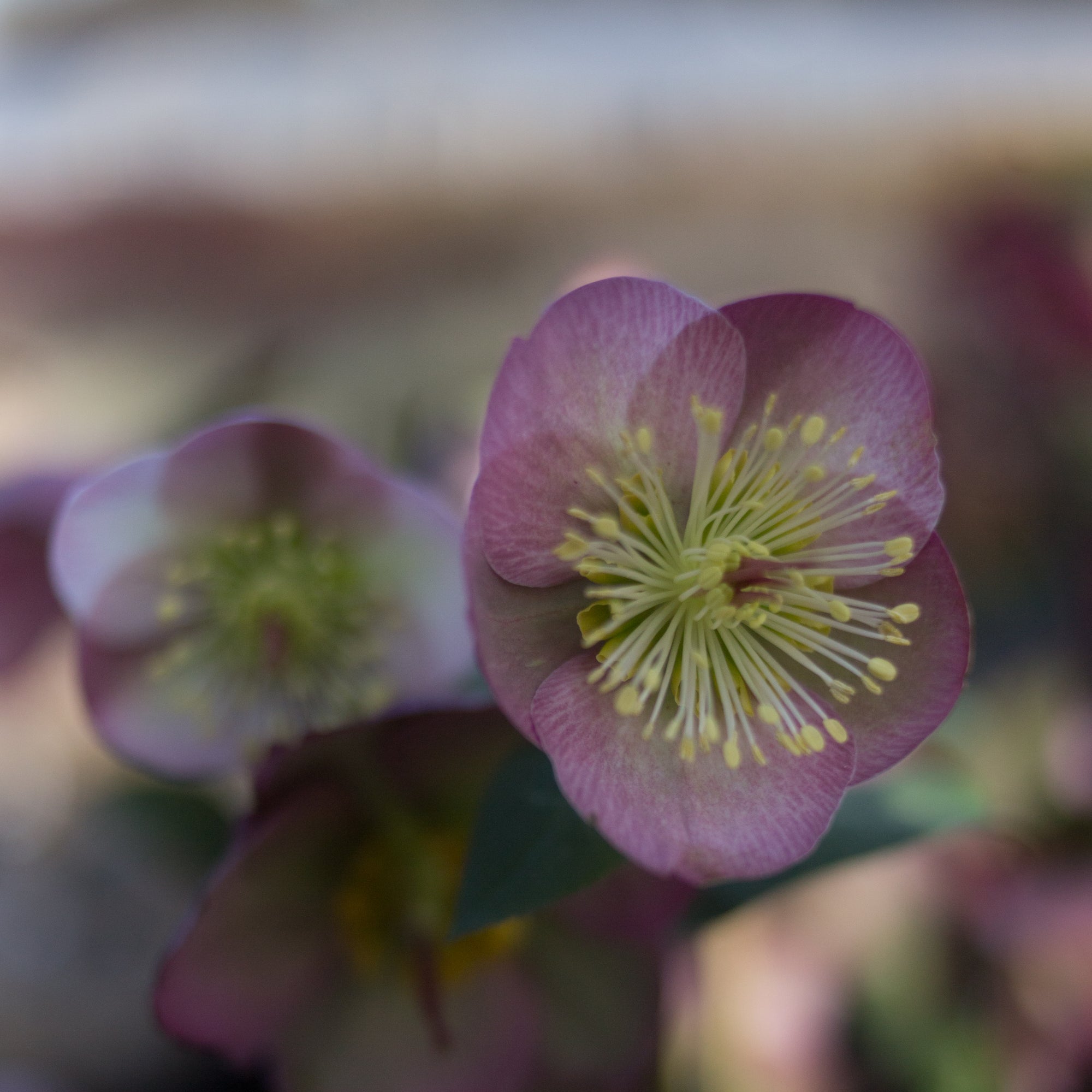 Helleborus Frostkiss® Sally's Shell