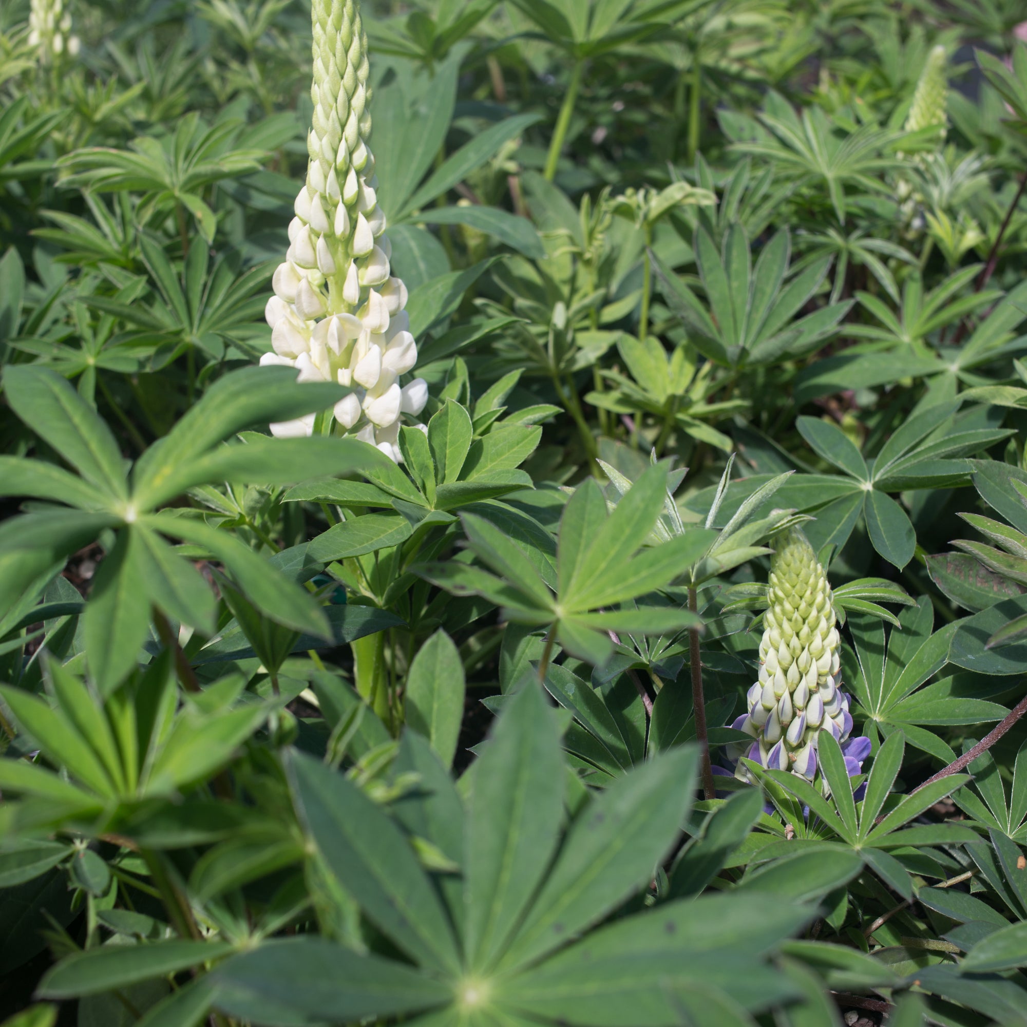 Lupine Popsicle Mix