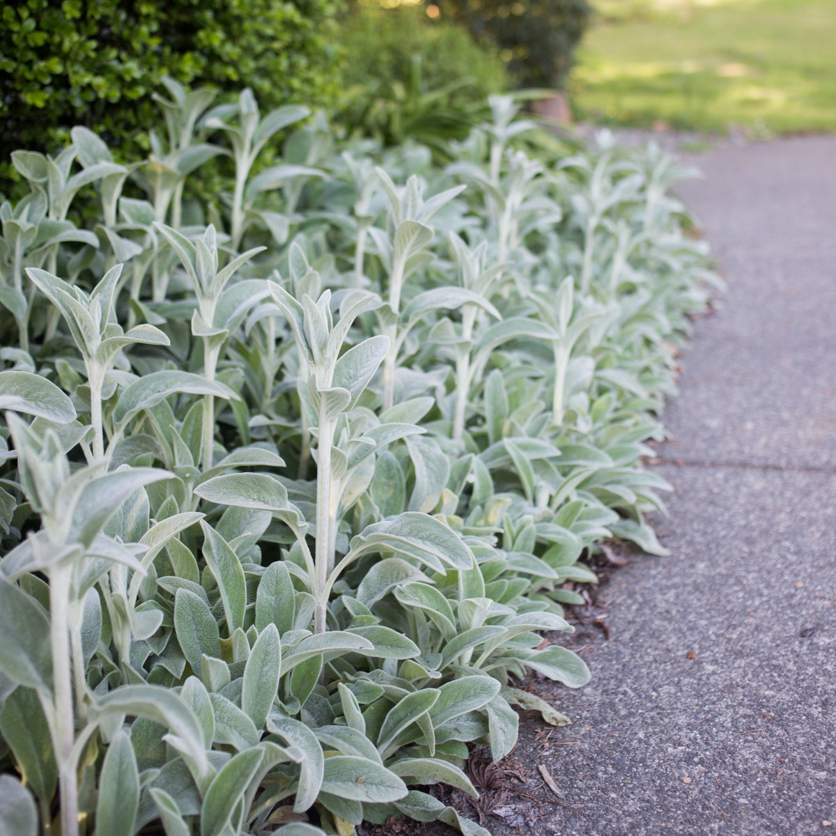 Silver Carpet Lamb&#39;s Ear