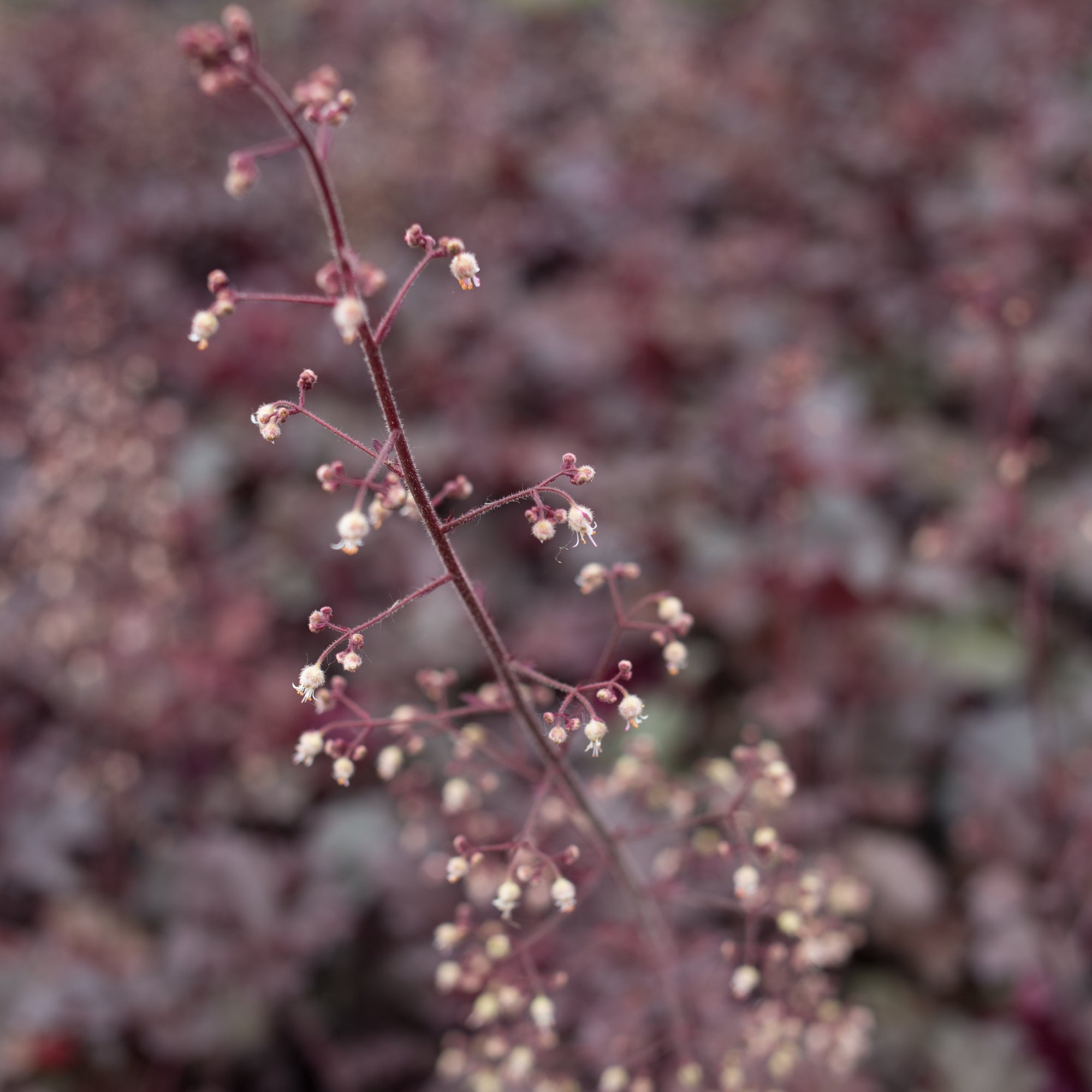 Heuchera Melting Fire