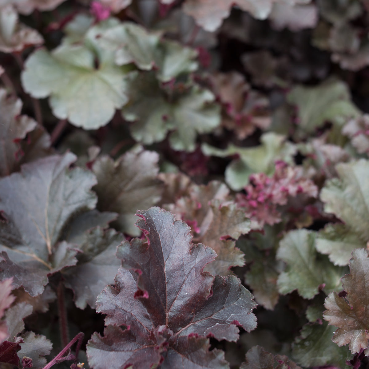 Heuchera Melting Fire