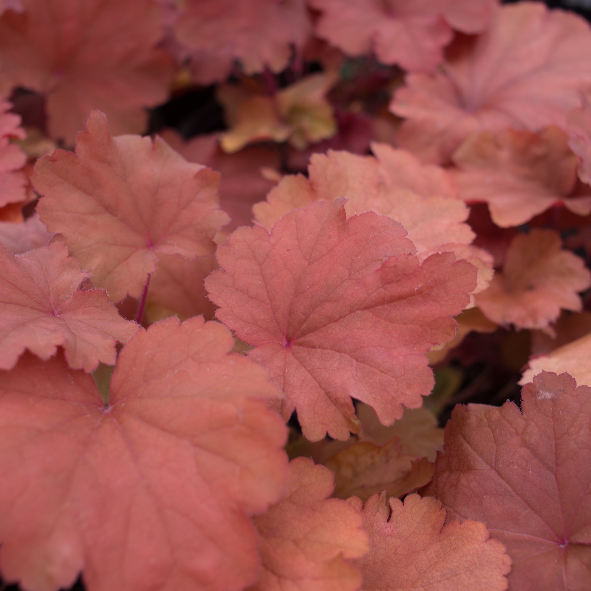 Heuchera ‘Rio’