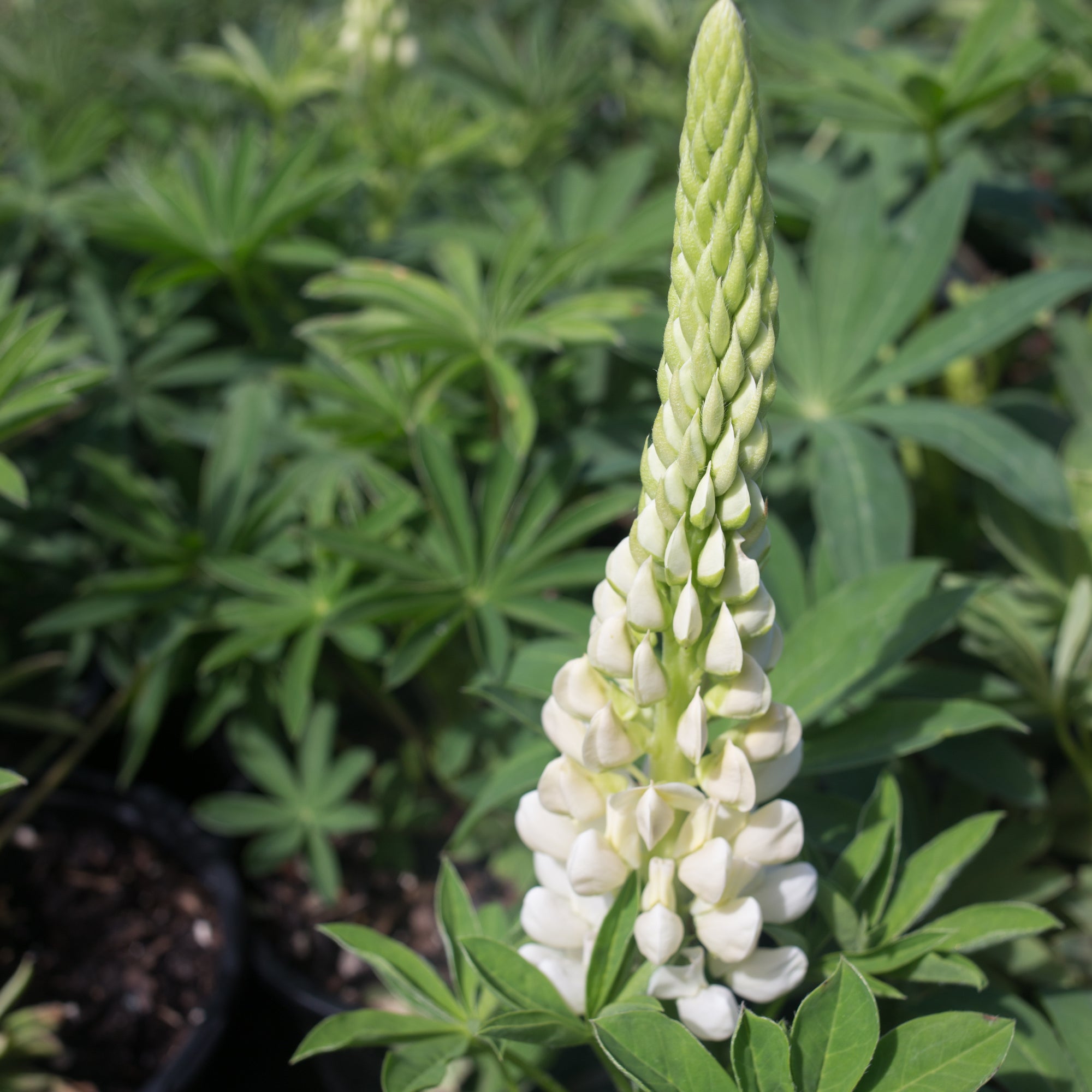 Lupine Popsicle Mix