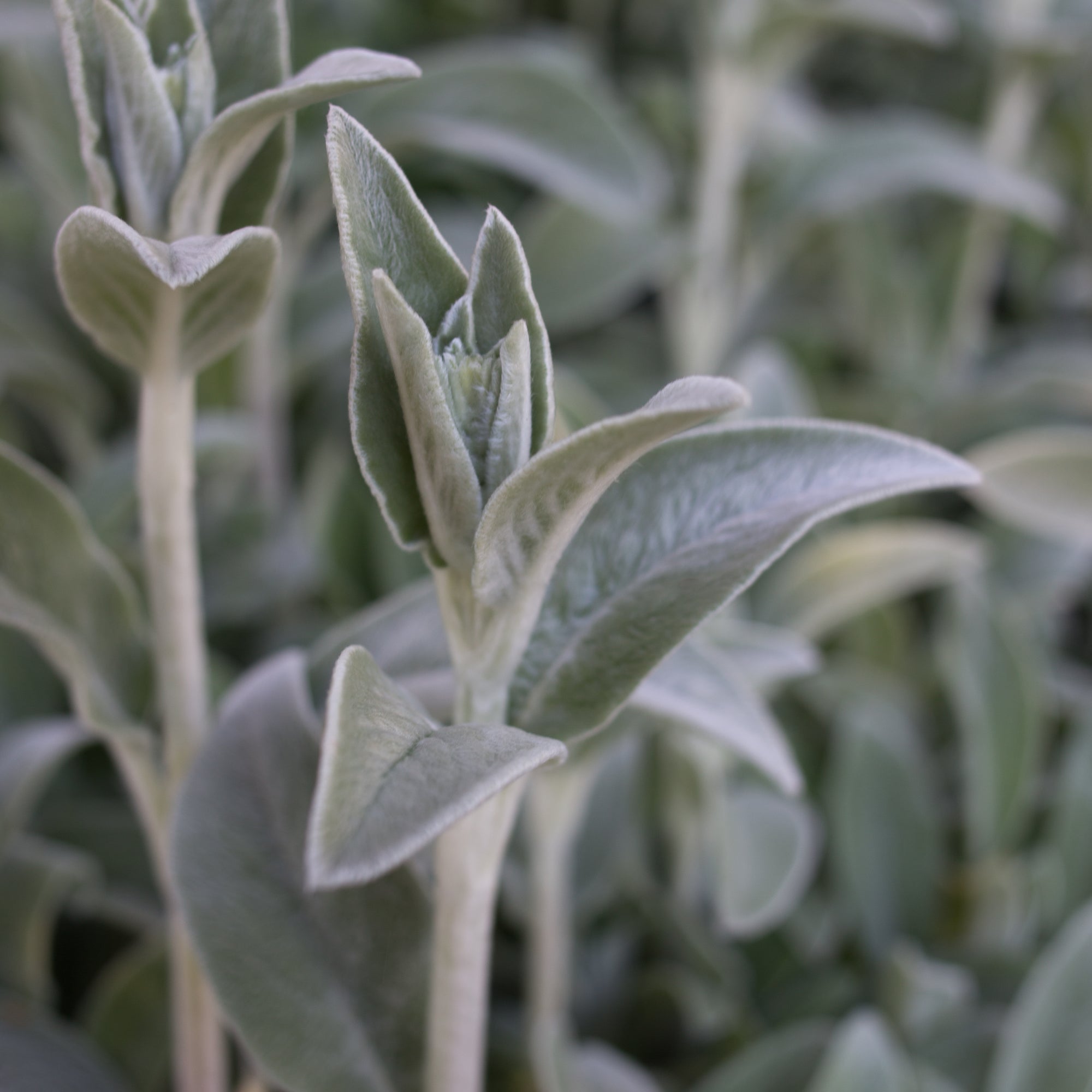 Silver Carpet Lamb's Ear