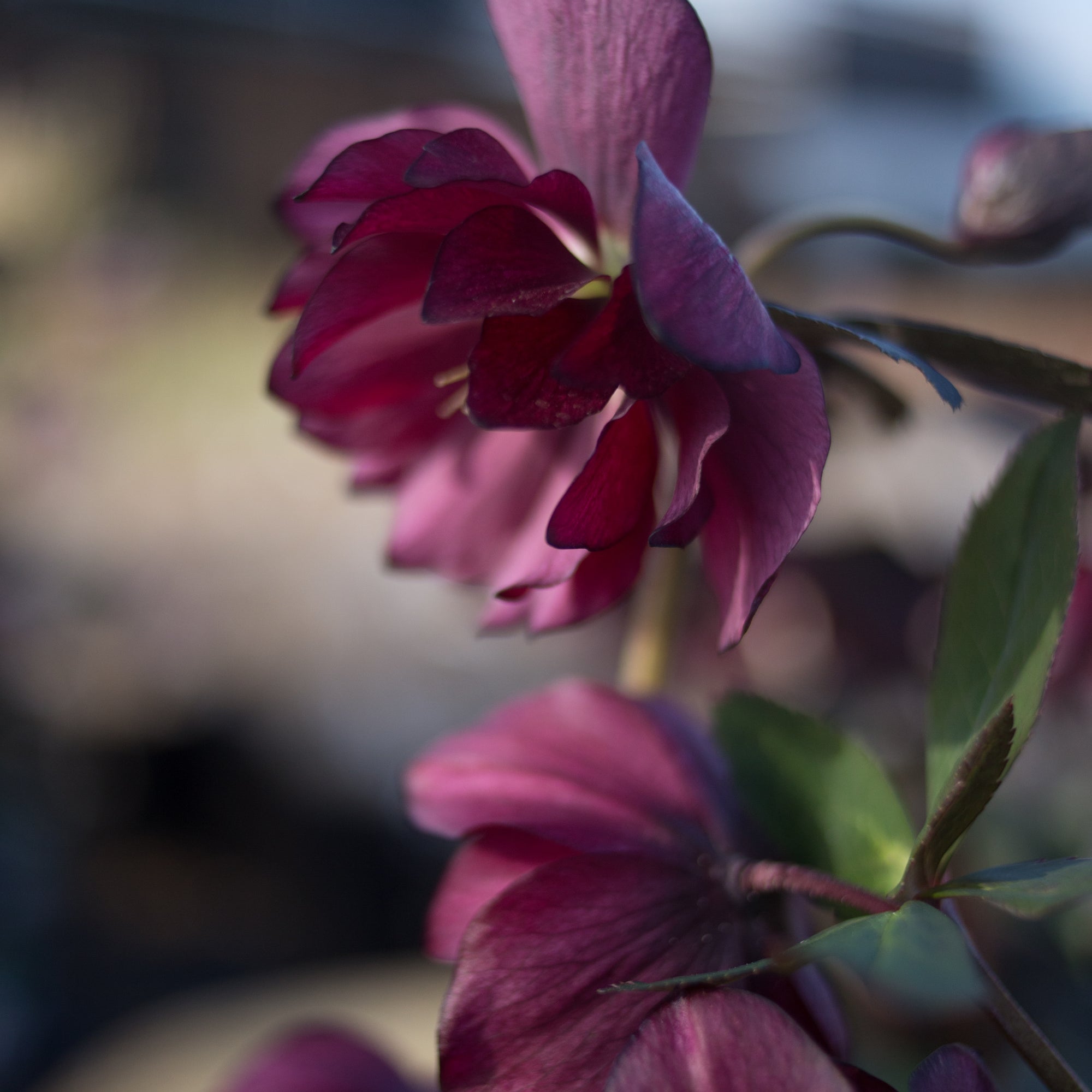 Helleborus Winter Jewels® Red Sapphire