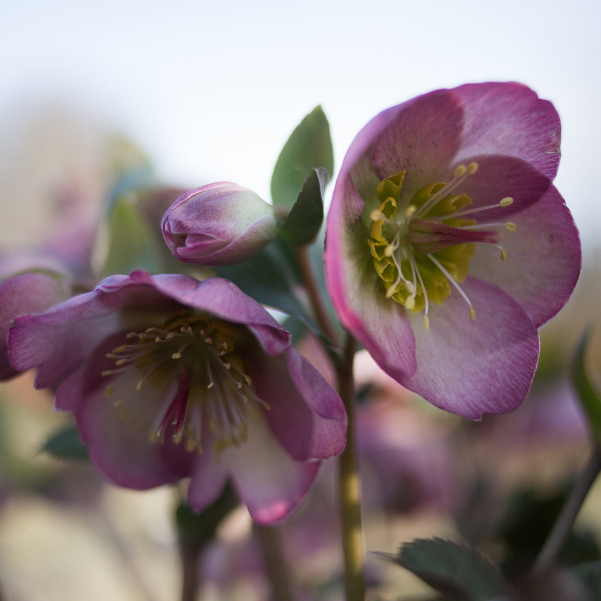 Helleborus Frostkiss® Sally&#39;s Shell