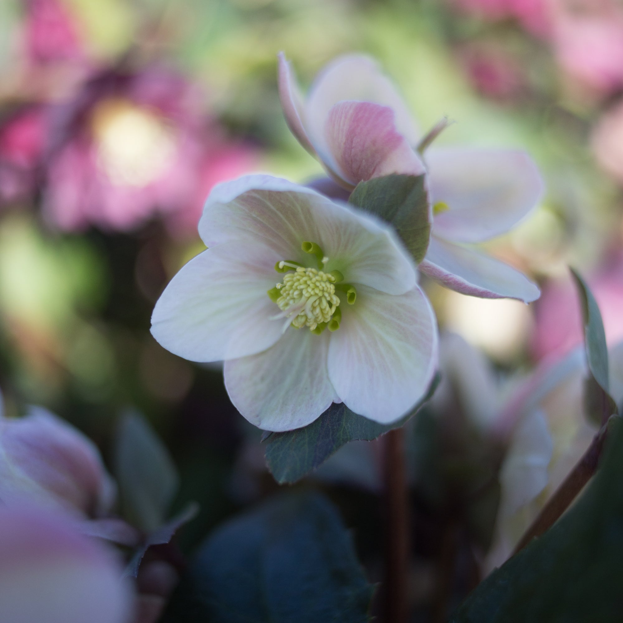 Helleborus HGC® Pink Frost