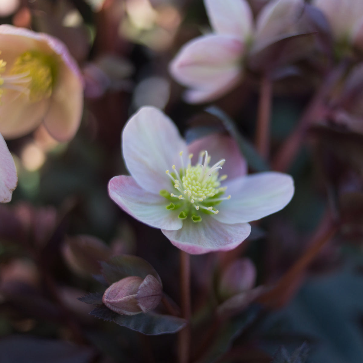 Pink Frost Helleborus