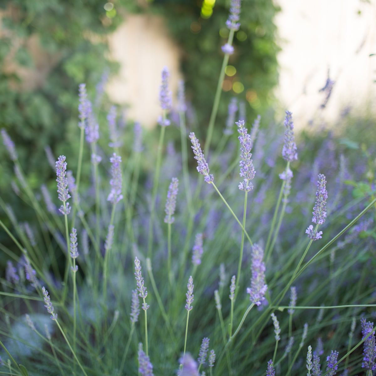 Buy Lavender Plants Online, Free Shipping Over $99