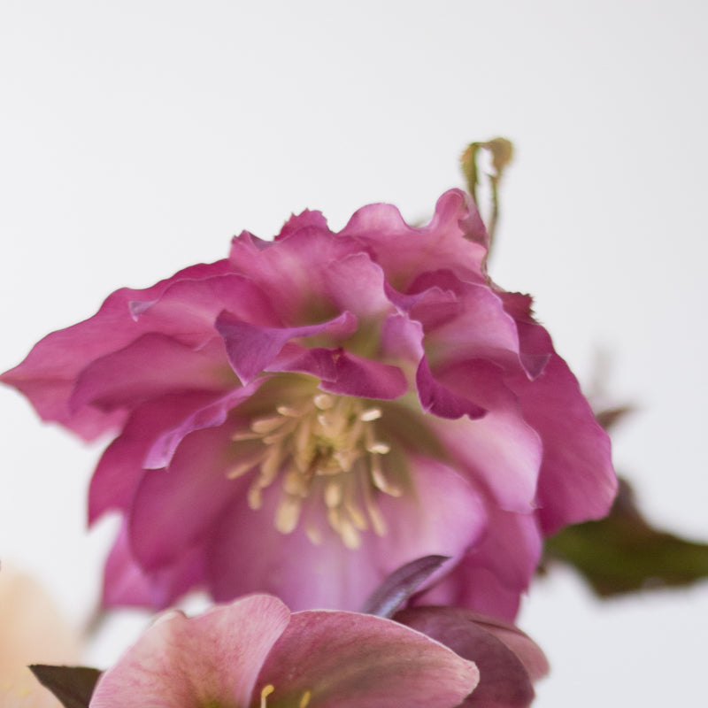 Helleborus Wedding Party™ 'Flower Girl'