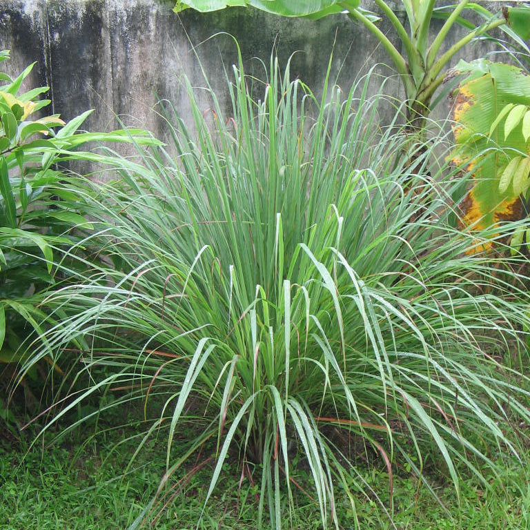 Lemon Grass