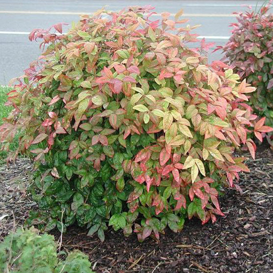 Nandina &#39;Firepower&#39;