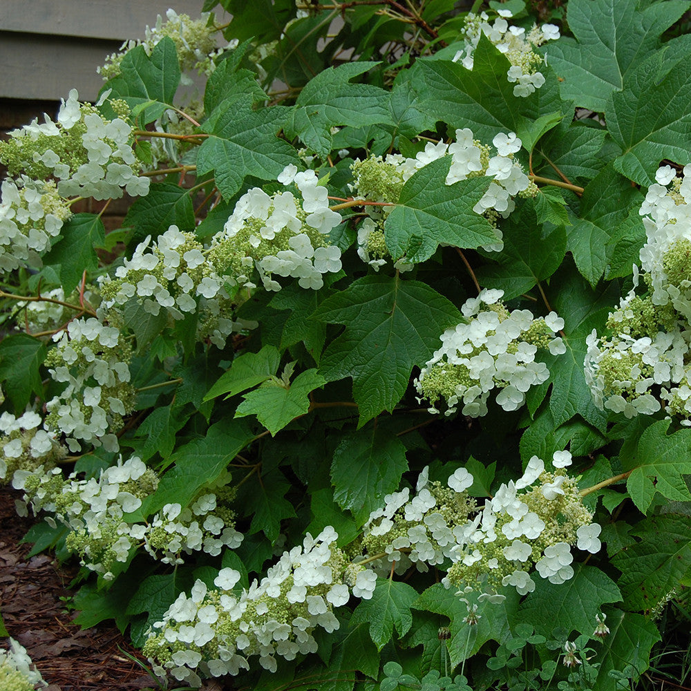 Oakleaf Hydrangea