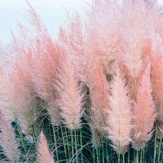 Pink Pampas Grass | Cortaderia selloana &#39;Rosea&#39;