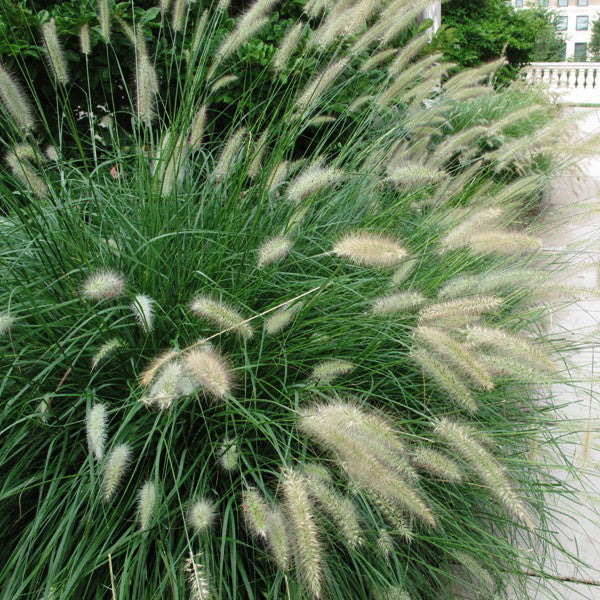 Cassian Dwarf Fountain Grass