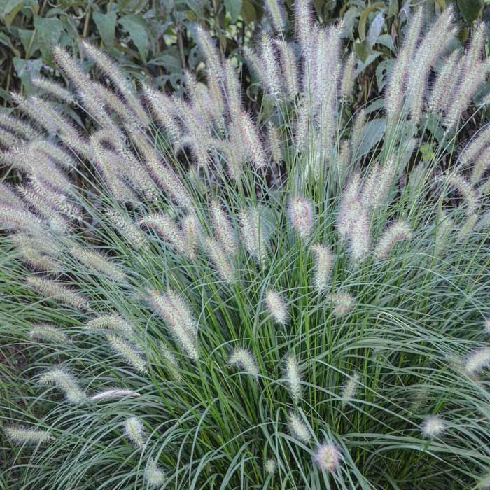 Dwarf Fountain Grass &#39;Piglet&#39;