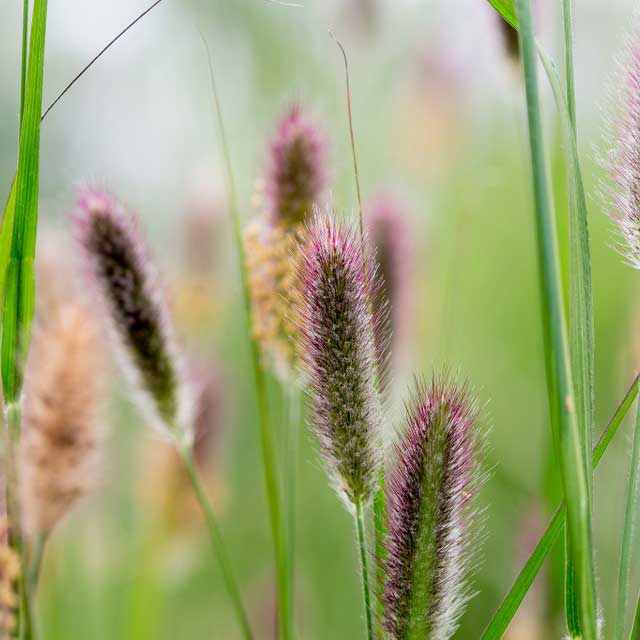 Red Buttons Fountain Grass