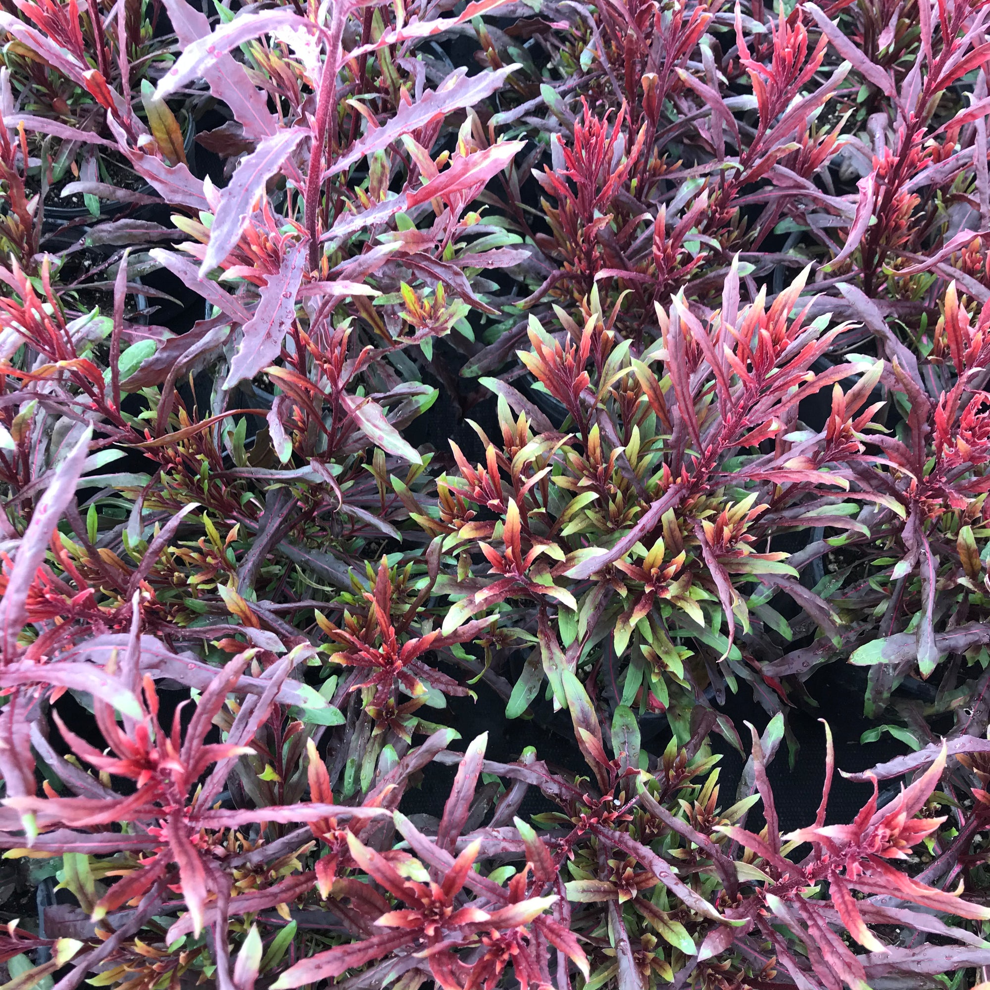 Gaura Belleza™ Dark Pink