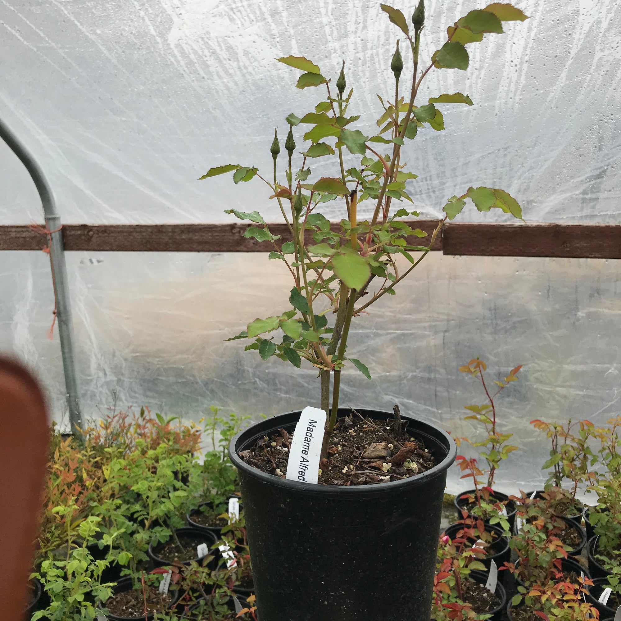 'Madame Alfred Carriere' Climbing Rose