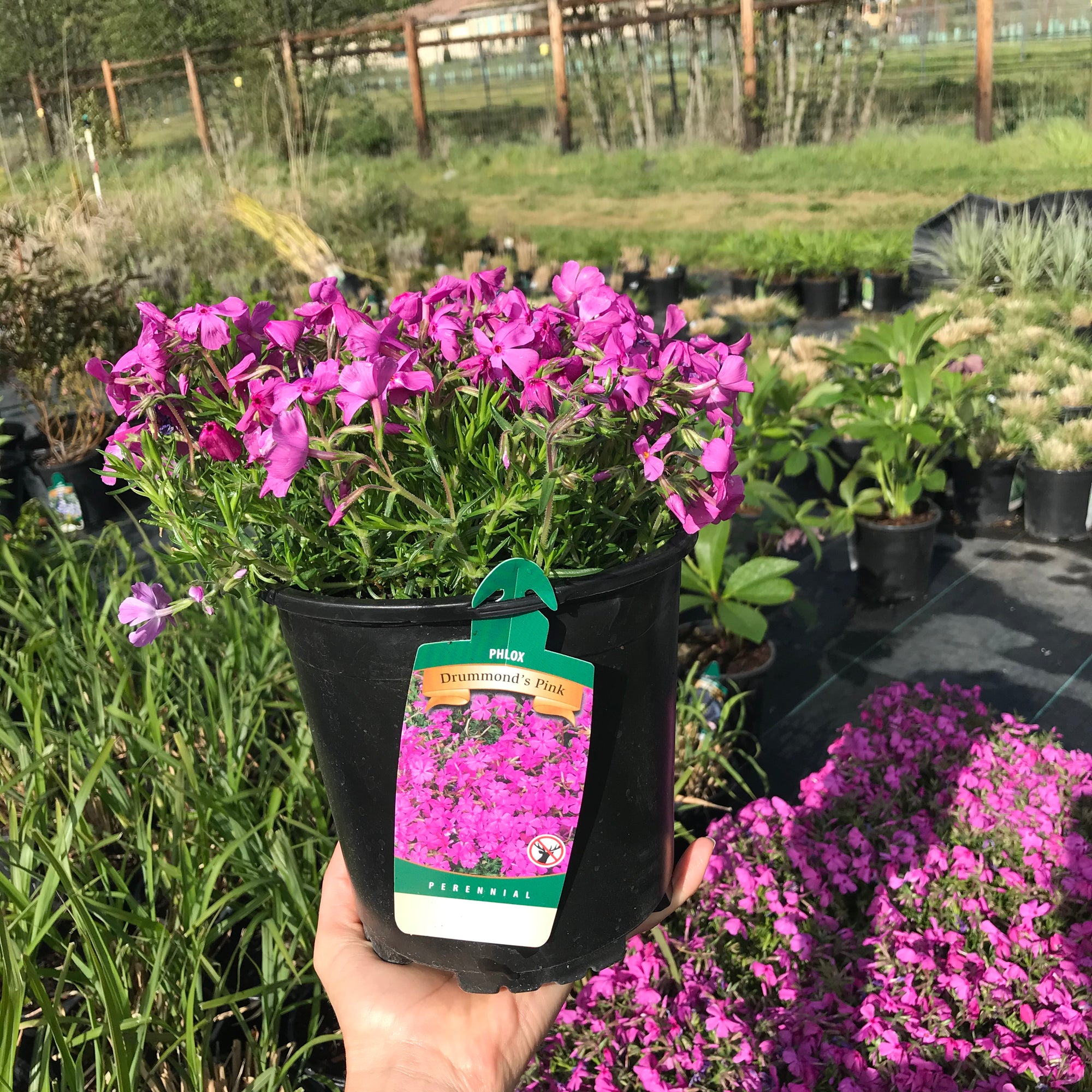 Drummond's Pink Creeping Phlox