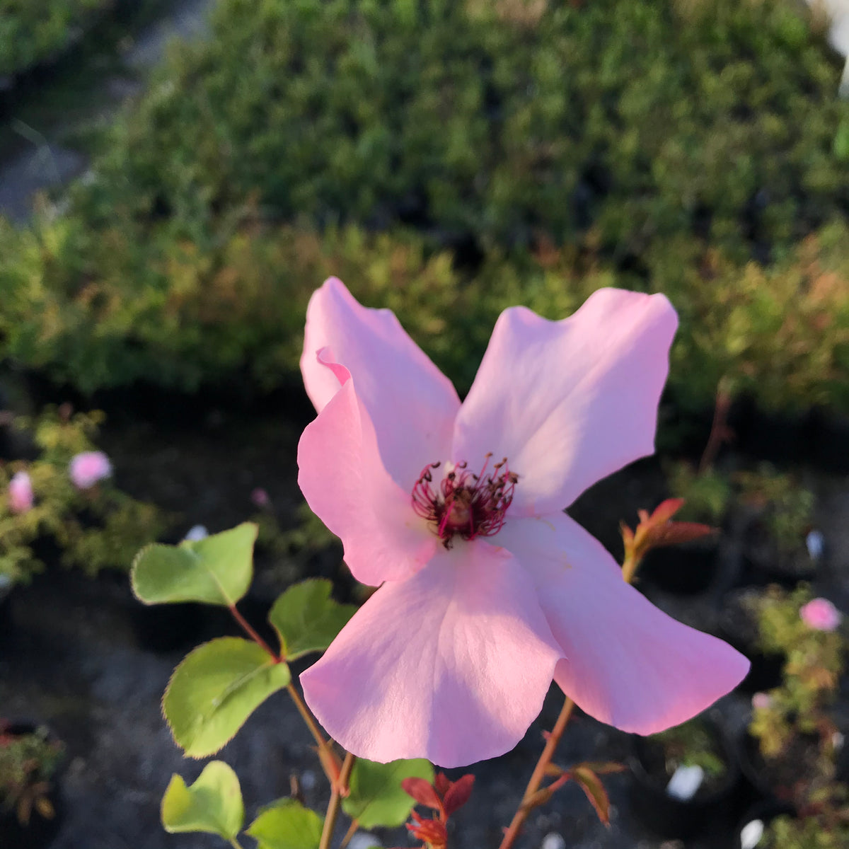 &#39;Dainty Bess&#39; Hybrid Tea Rose