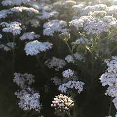 New Vintage™ White Yarrow - The Greenhouse