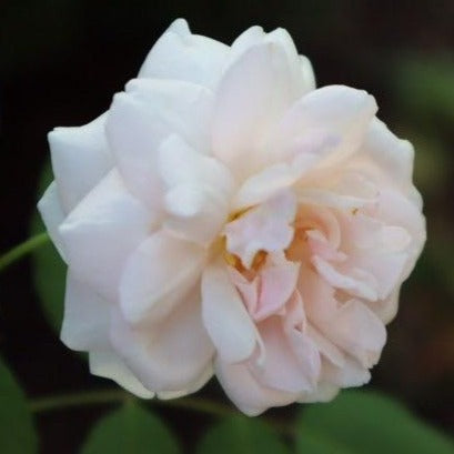 &#39;Madame Alfred Carriere&#39; Climbing Rose