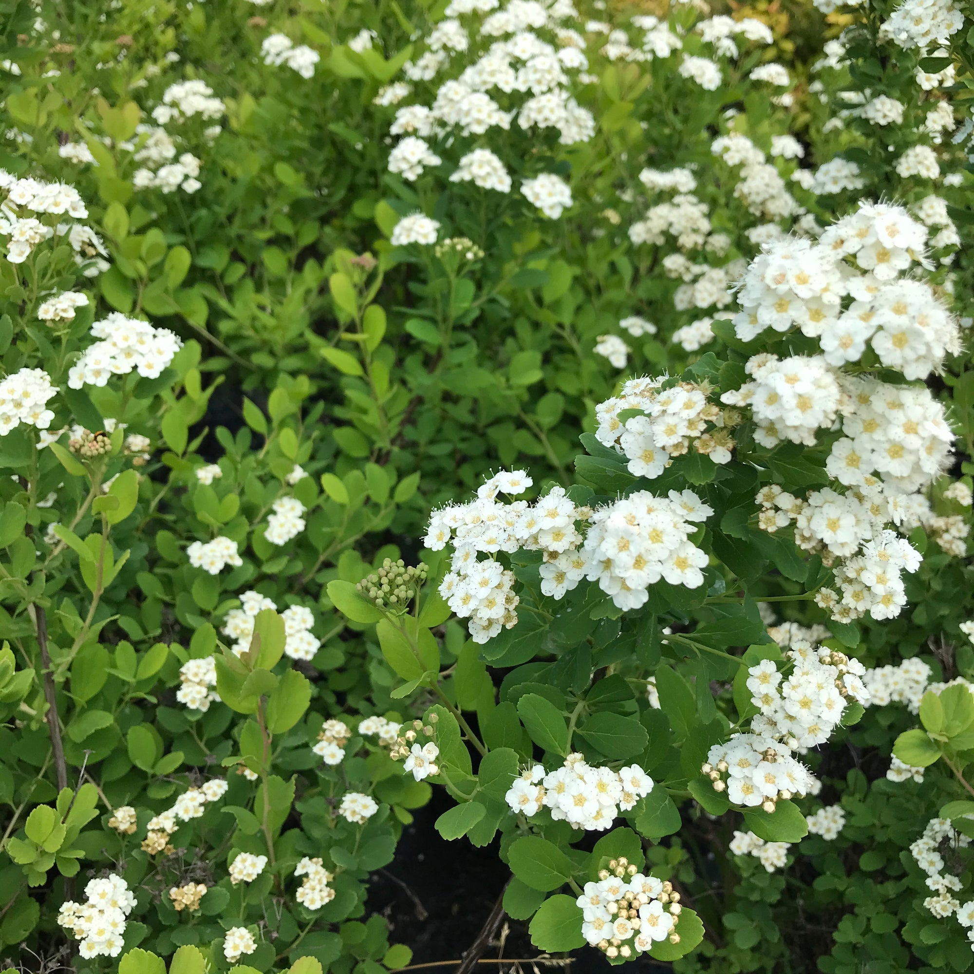 Tor Birchleaf Spirea