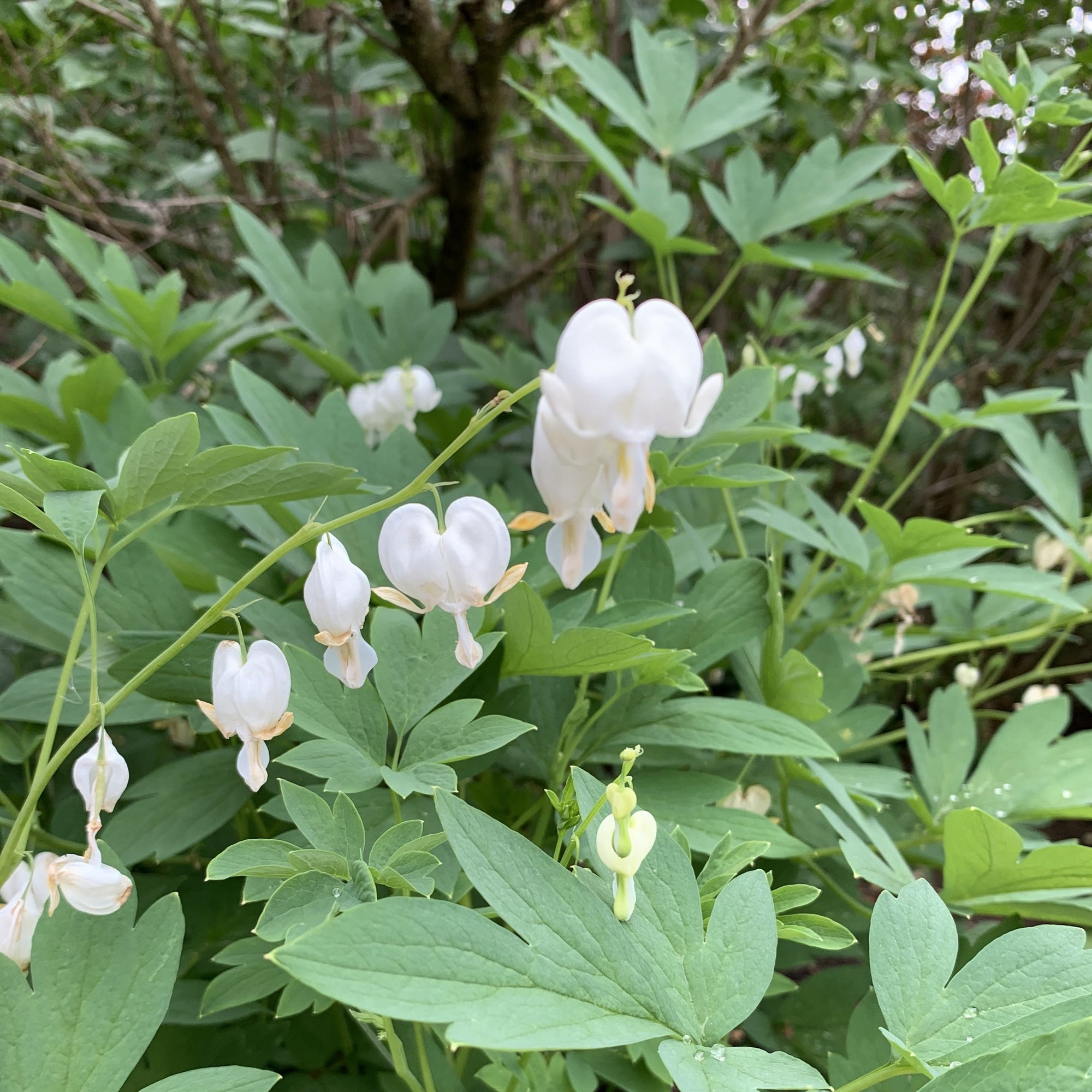 White Bleeding Heart