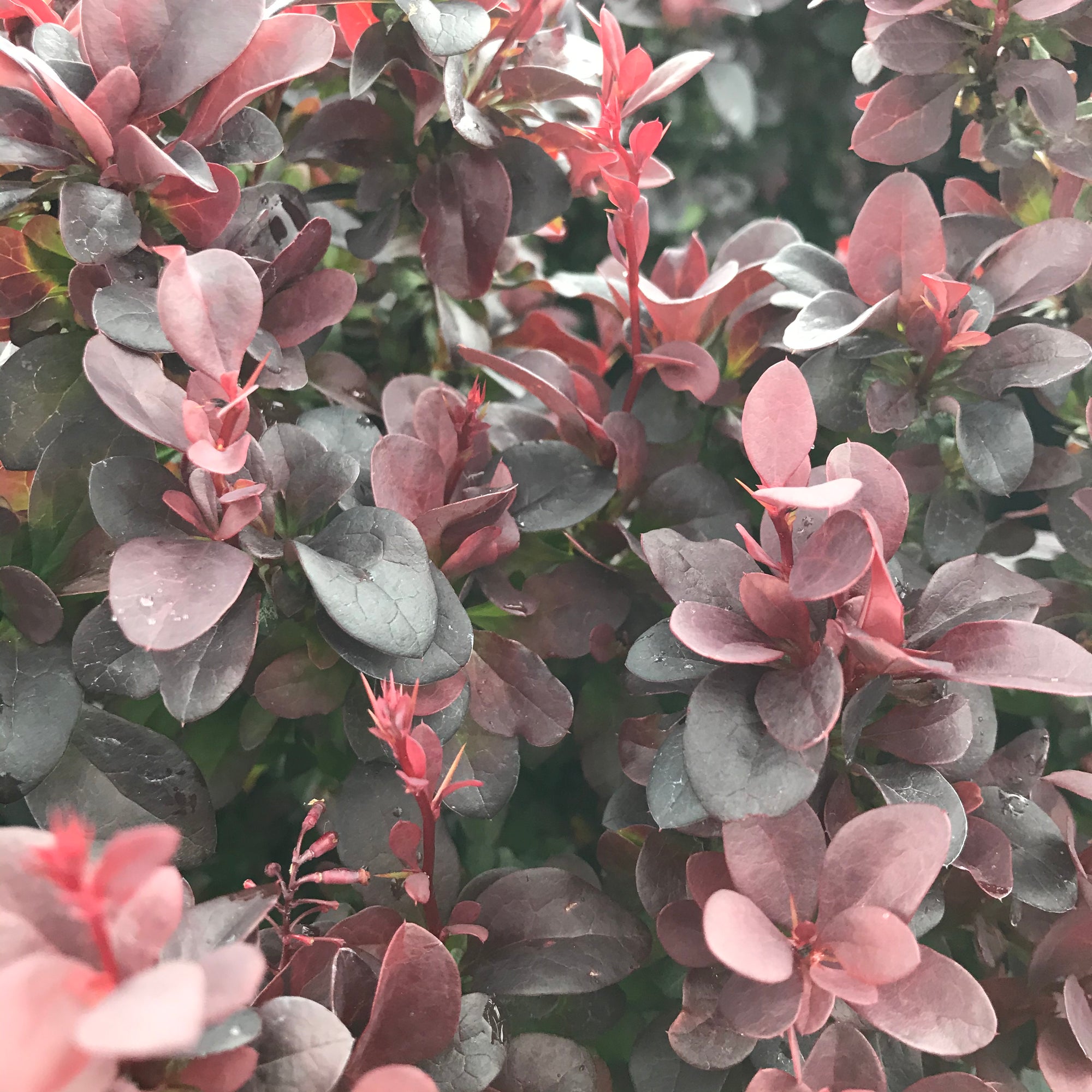 Concorde Japanese Barberry