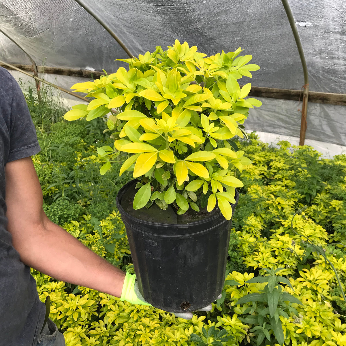 Sundance Mexican Orange Blossom