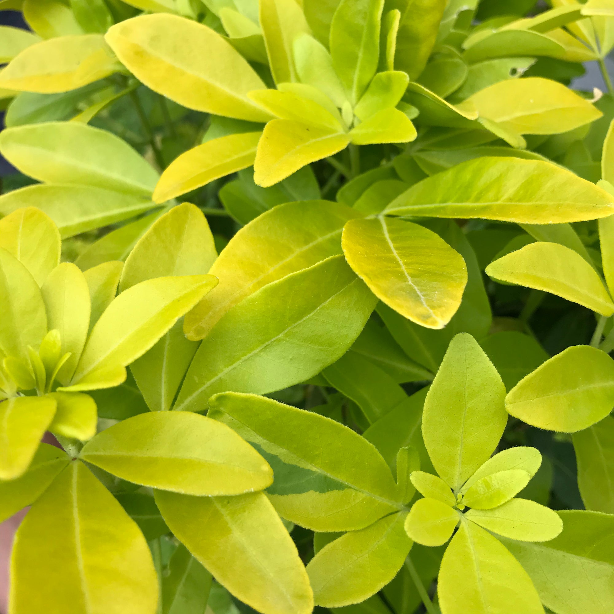 Sundance Mexican Orange Blossom