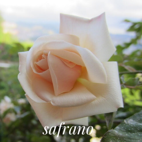 &#39;Safrano&#39; Rose