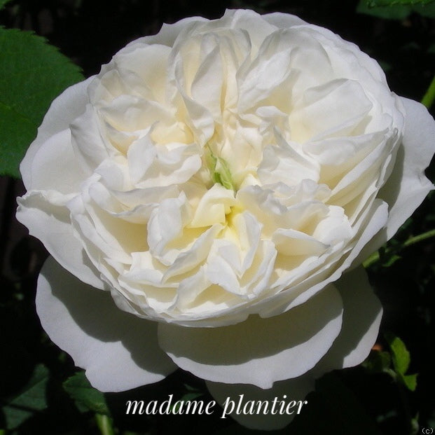 &#39;Madame Plantier&#39; Rose