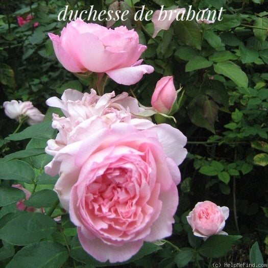 &#39;Duchesse de Brabant&#39; Tea Rose