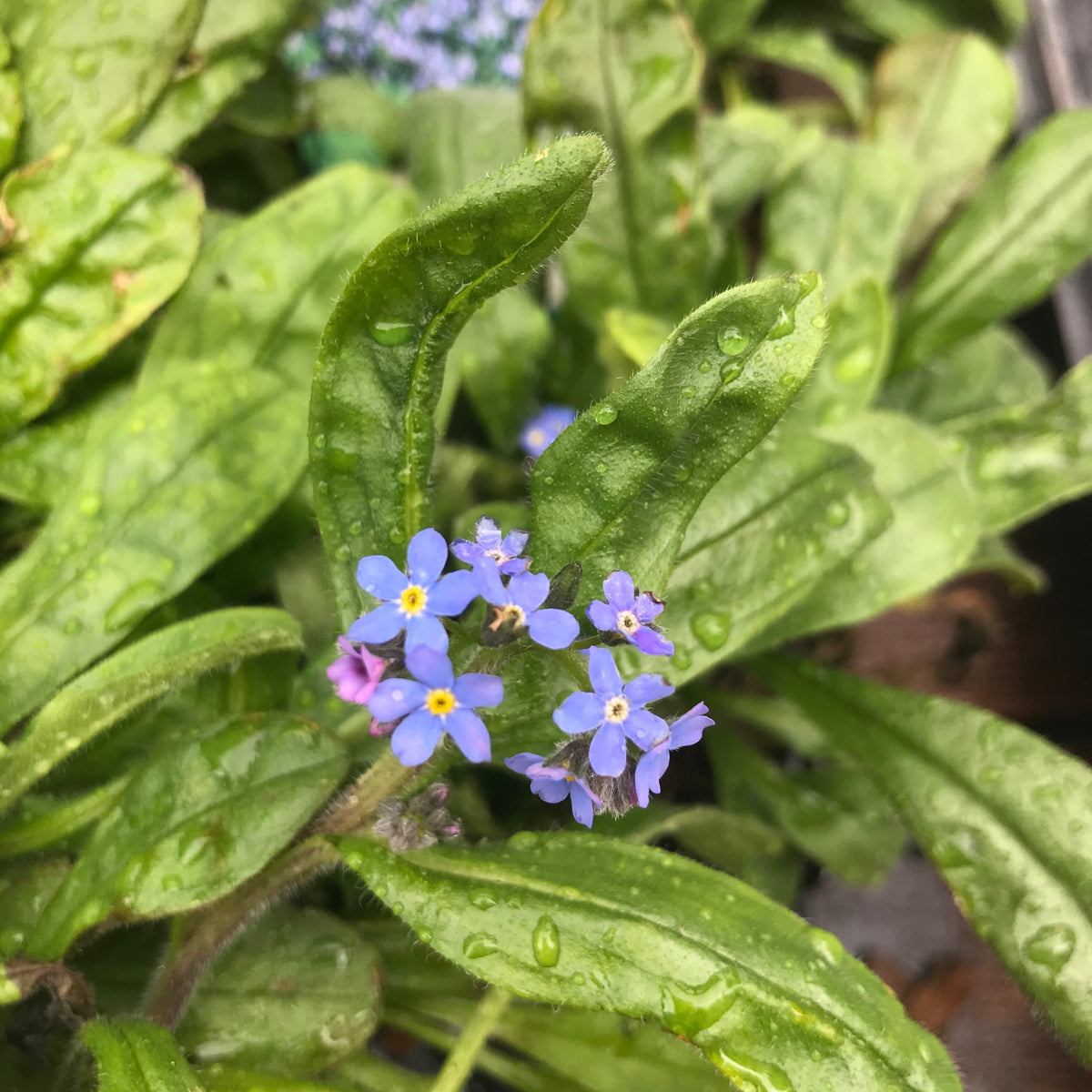 Wood Forget-Me-Not