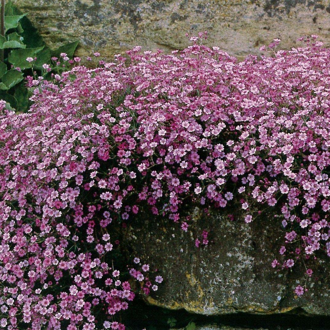 Pink Creeping Baby’s Breath - The Greenhouse