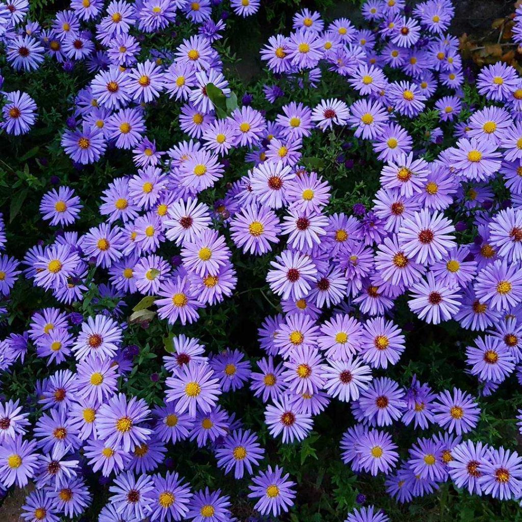 Aster ‘Wood’s Purple’