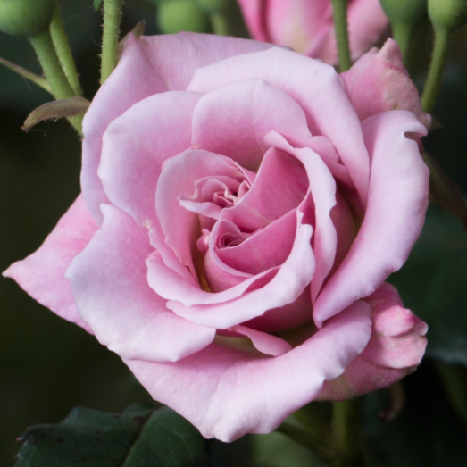 'Baby Talk' Rose For Sale Online - The Greenhouse