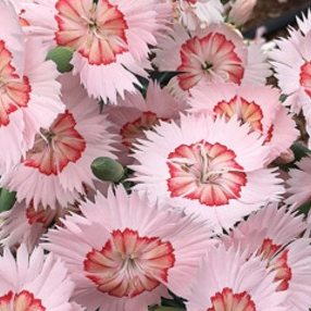 American Pie™ Georgia Peach Dianthus