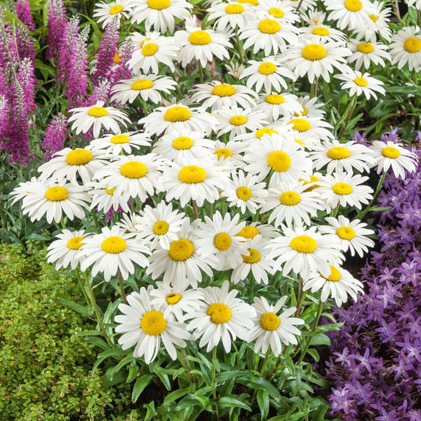 Snowcap Shasta Daisy