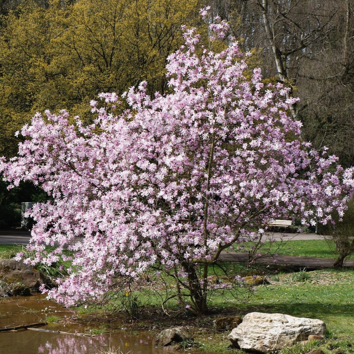 Magnolia Leonard Messel