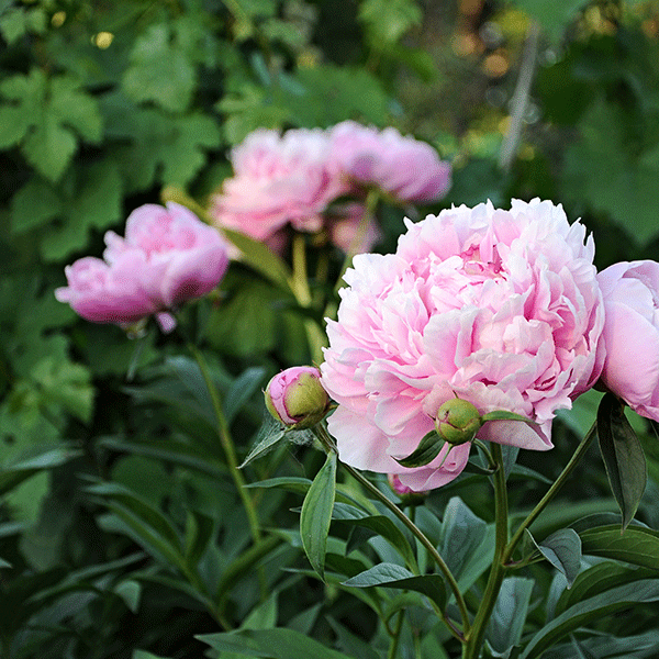 Sarah Bernhardt Double Peony