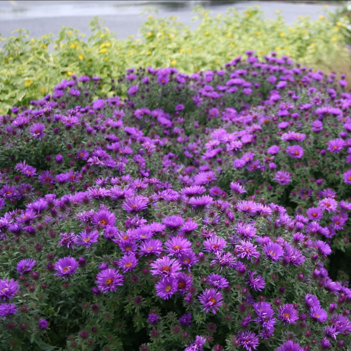 Purple Dome Aster