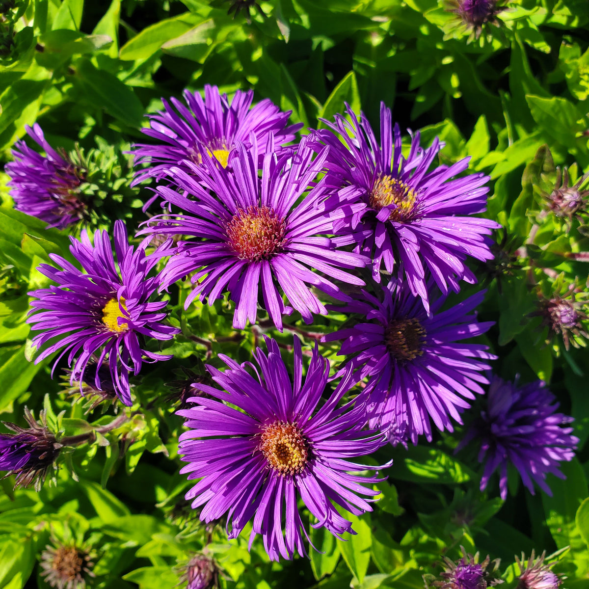 Grape Crush New England Aster