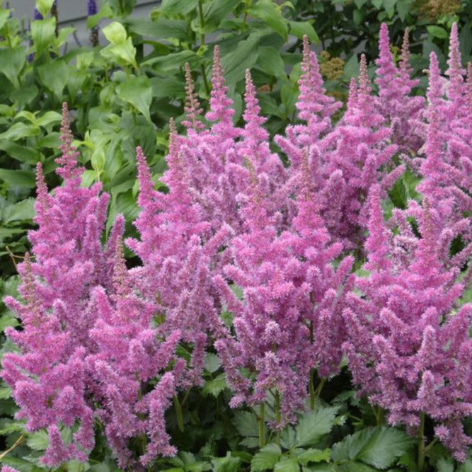 Astilbe ‘Mauve’ - The Greenhouse