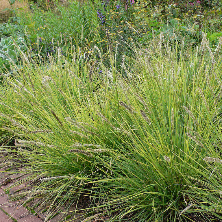 Autumn Moor Grass