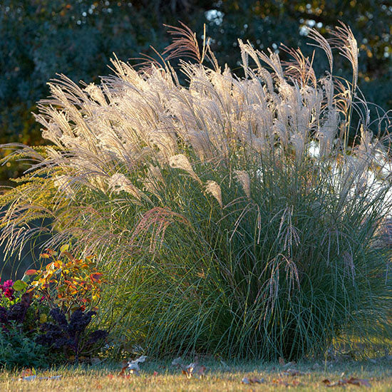 Yaku Jima Silver Grass