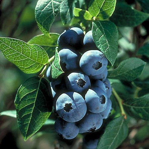 Blueberry &#39;Chippewa&#39;